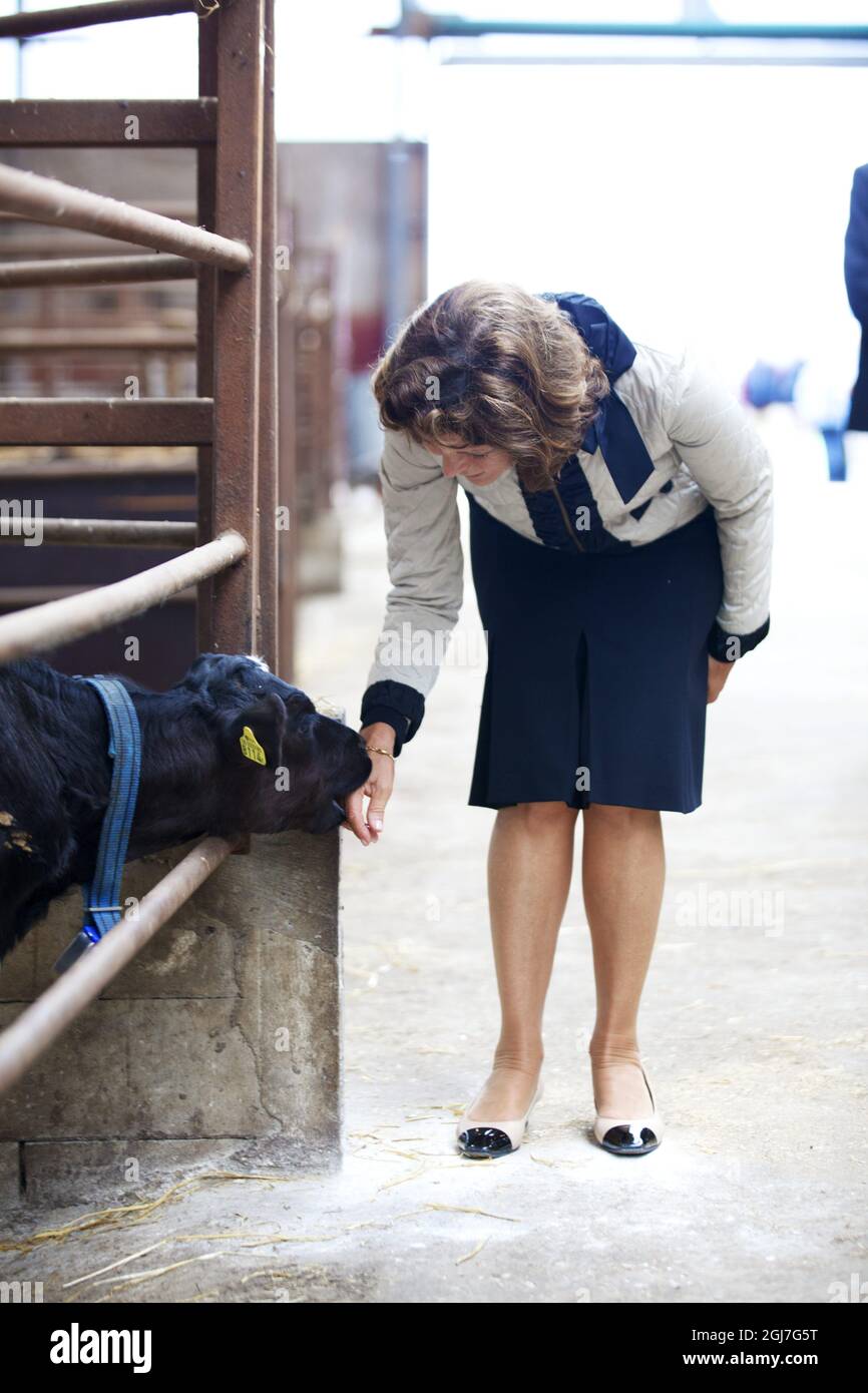 HALMSTAD 20120904. Queen Silvia gets acquainted with a calf under the supervision of King Carl Gustaf during a visit to a farming estate near Halmstad, Sweden, September 4, 2012 .The Royals are on a one day visit to the county of Halland. Foto: Anders Andersson/SCANPIX Kod 11091 Stock Photo