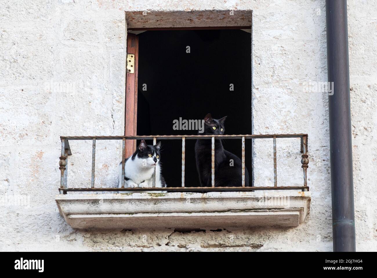 Italy, Apulia, Metropolitan City of Bari, Bari. Two cats looking out from a window ledge. Stock Photo