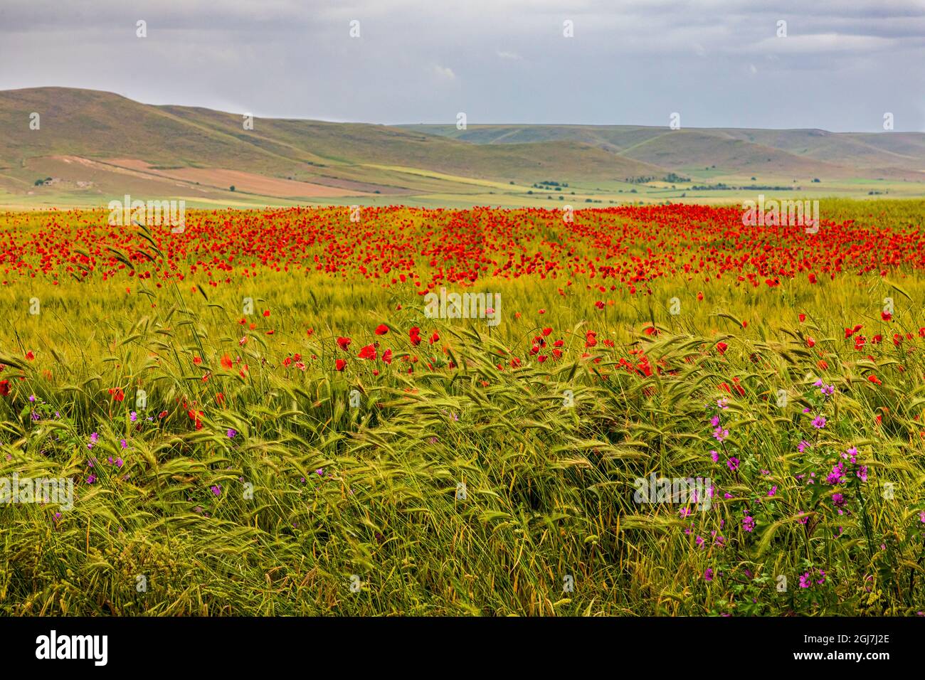 Italy, Apulia, Metropolitan City of Bari, Gravina in Puglia. Large field of barley and poppies. Stock Photo