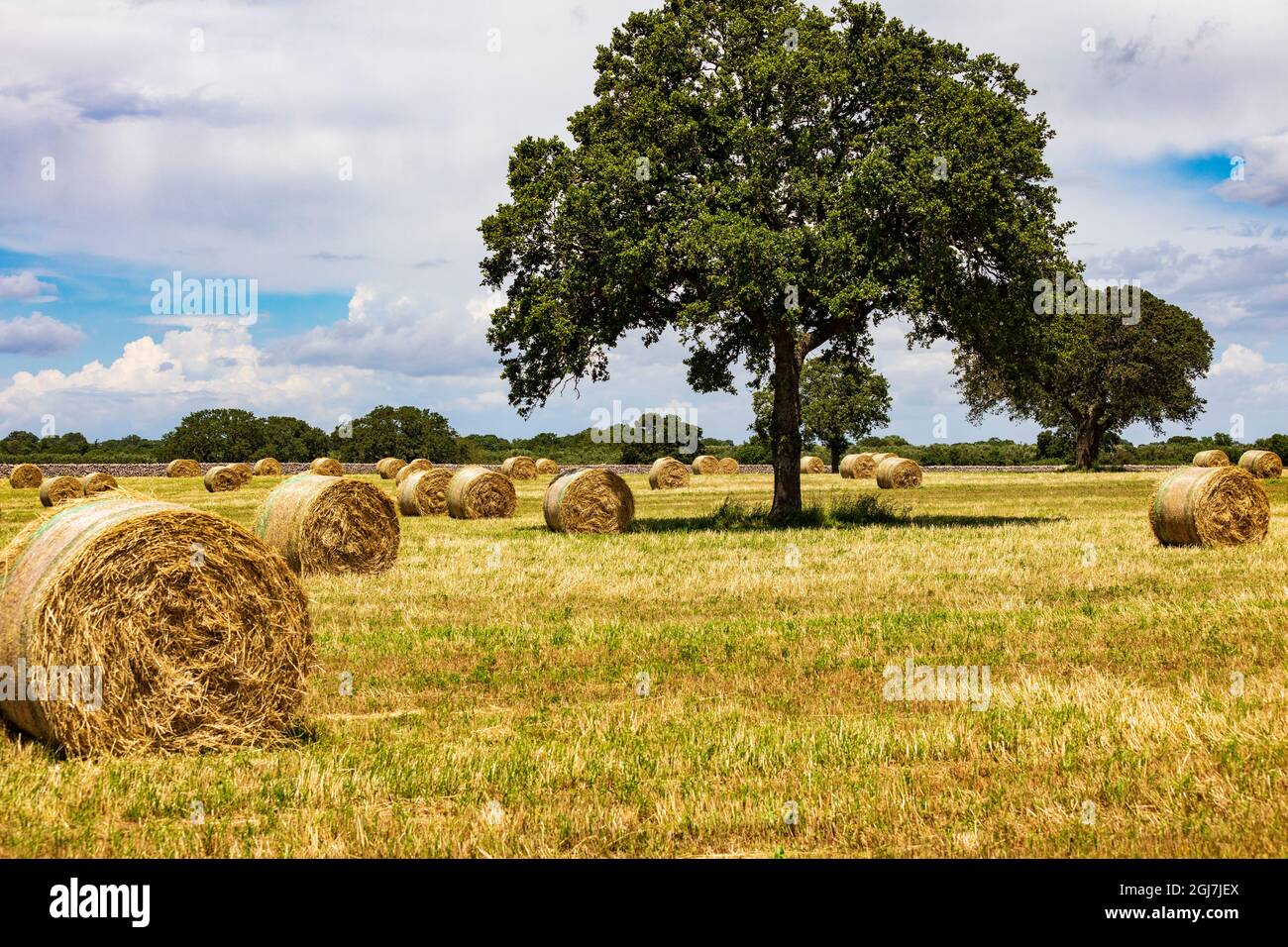 Italy, Apulia, Metropolitan City of Bari, Gioia del Colle. Bales of hay in  a field Stock Photo - Alamy