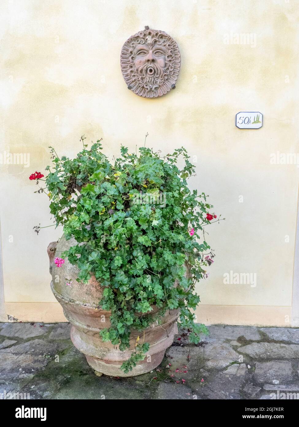Europe, Italy, Chianti. Potted ivy geranium against a stucco wall with hanging ceramic face. Stock Photo