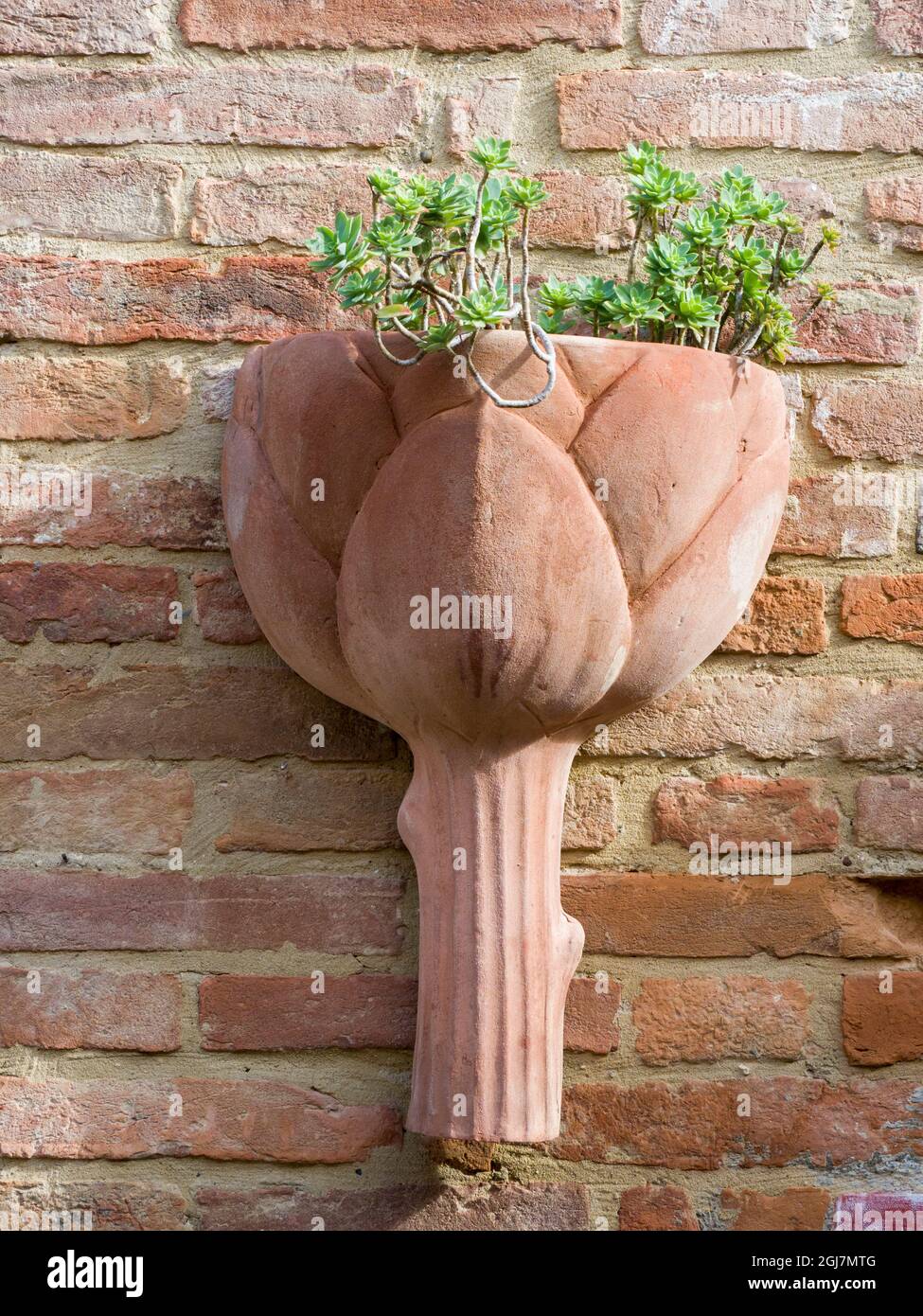 Italy, Tuscany. An artichoke wall planter in the village of Chiusure in the province of Siena. Stock Photo