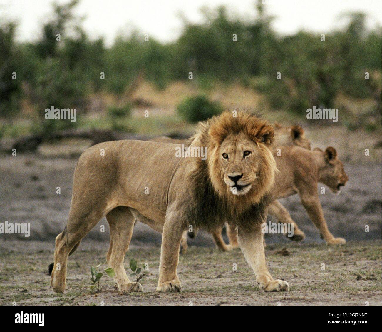 Scanpix Via Press Association Images 040318 - Afrika, Botswana. Lejon ...