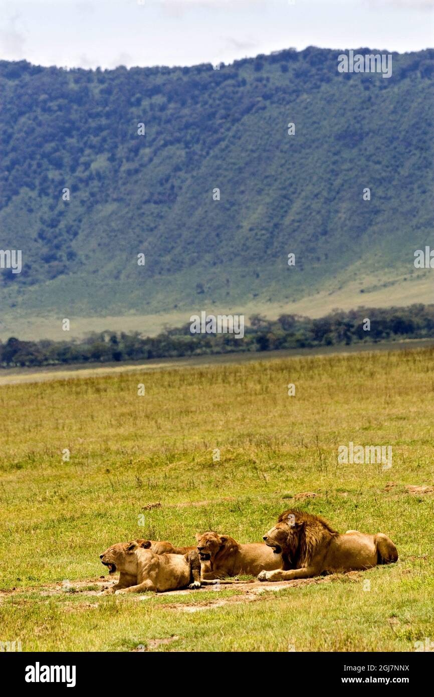 Scanpix via Press Association Images  2008-03-06 Lions (Panthera leo) in  Ngorongoroin Tanzania, Africa . The African lion, king of beasts, are in danger. The species has lost 75 percent of its habitat in the last 50 years, according to a new study that shows that there are now only 32,000 lions left on the African continent.  (Panthera leo) is today left on a surface of 3.4 million square kilometers - just a quarter of the original distribution. The rest of the distribution area has been lost, the majority since 1960. (Source; TT/ Biodiversity and Conservation Magazine) Foto Christine Olsson  Stock Photo