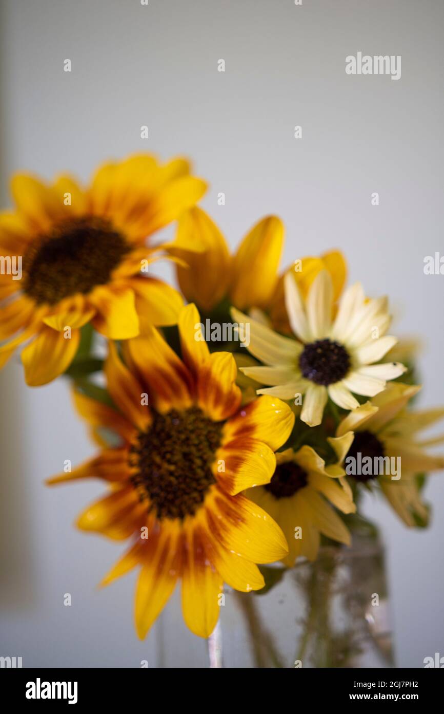 Sunflowers in a vase Stock Photo - Alamy