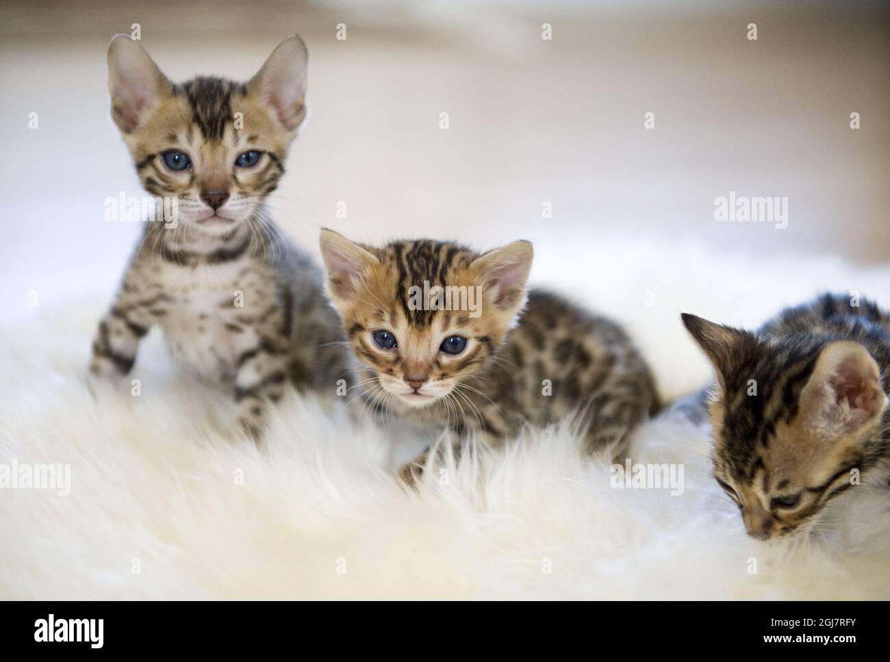 Bengal kittens Stock Photo