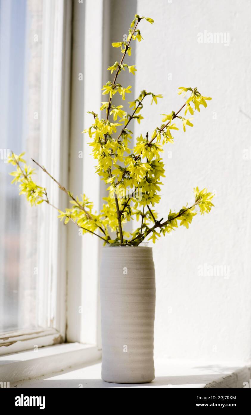 Forsythias in a vase Stock Photo - Alamy