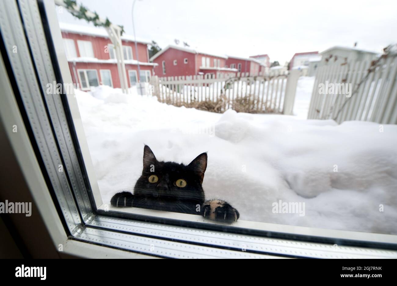 Black cat outside looking in Stock Photo