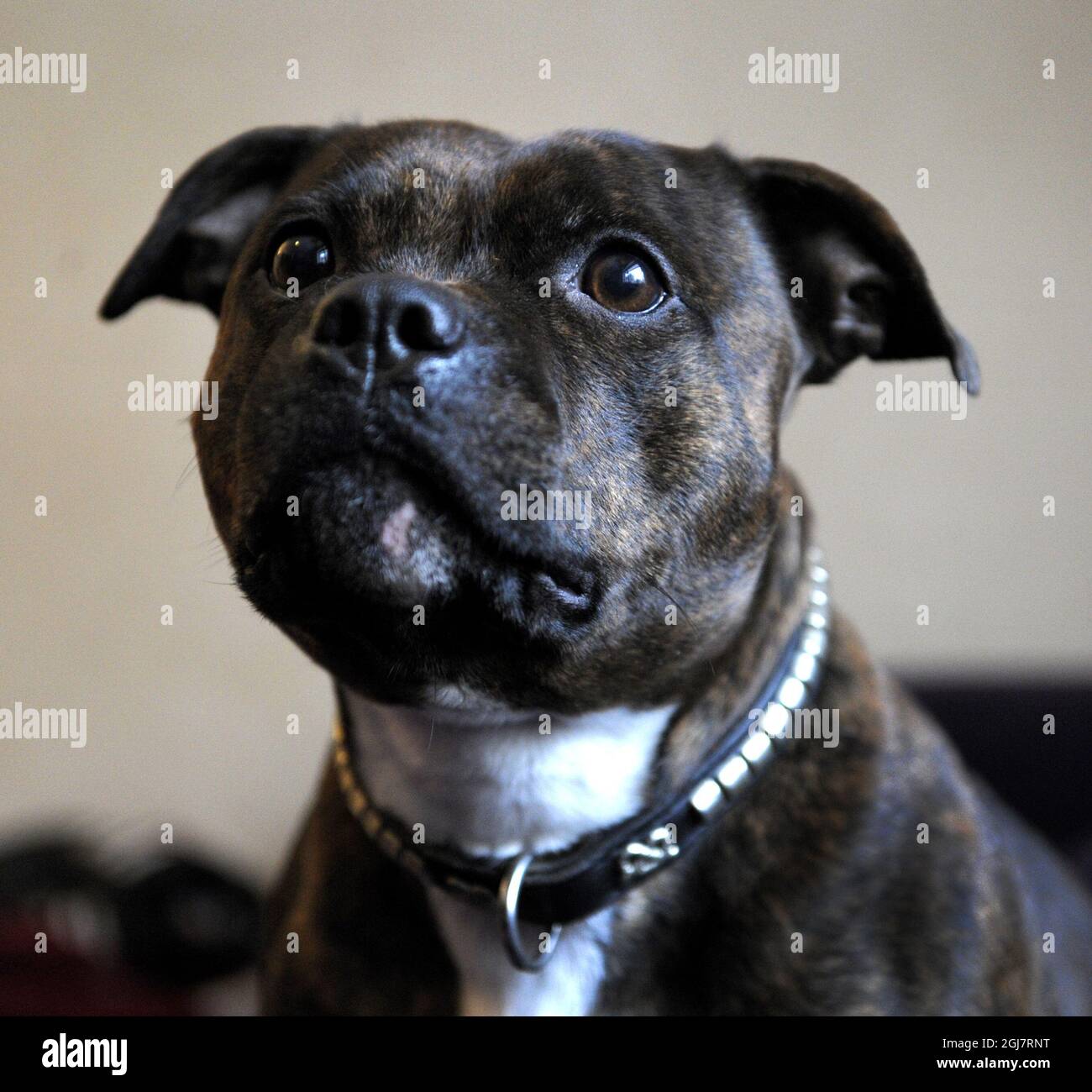 Portrit of dog Stock Photo