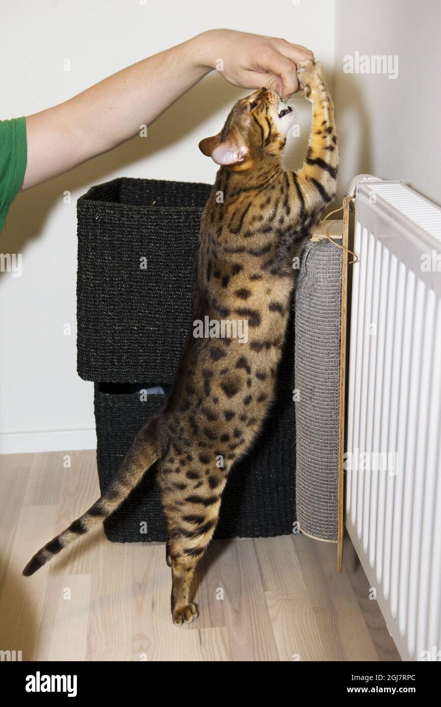 A bengal cat playing Stock Photo Alamy