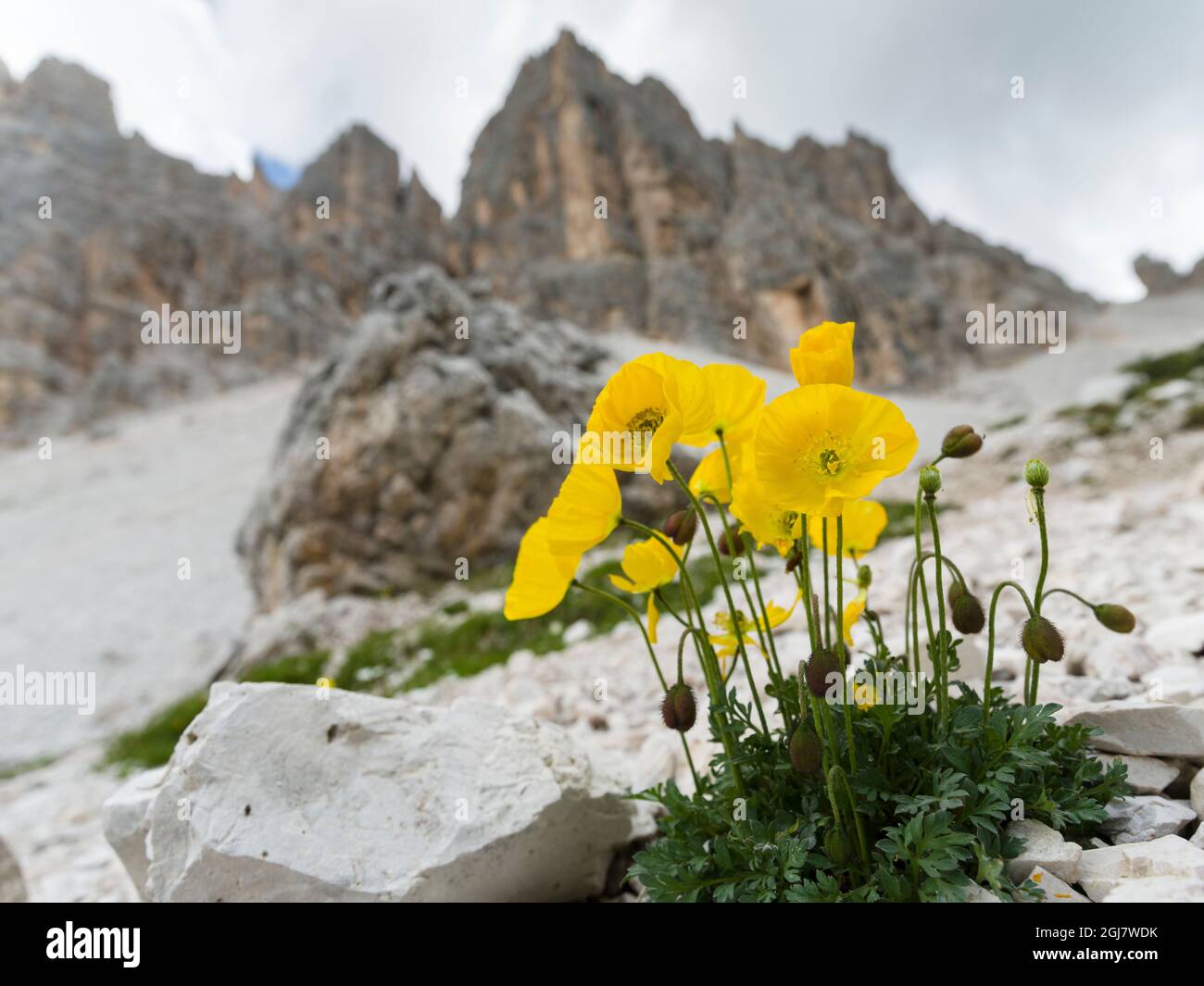 Rhaetian Alps poppy (papaver alpinum) under the summits of Croda da Lago in the Dolomites of the Veneto near Cortina d'Ampezzo. Part of the UNESCO Wor Stock Photo