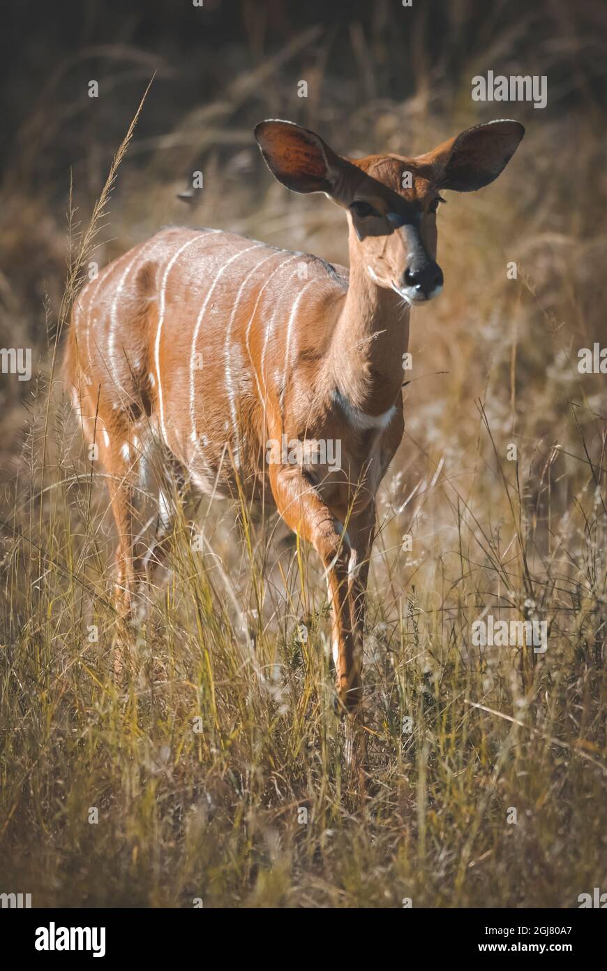 Nyala in African grassland environment, Kruger National park, South Africa. Stock Photo