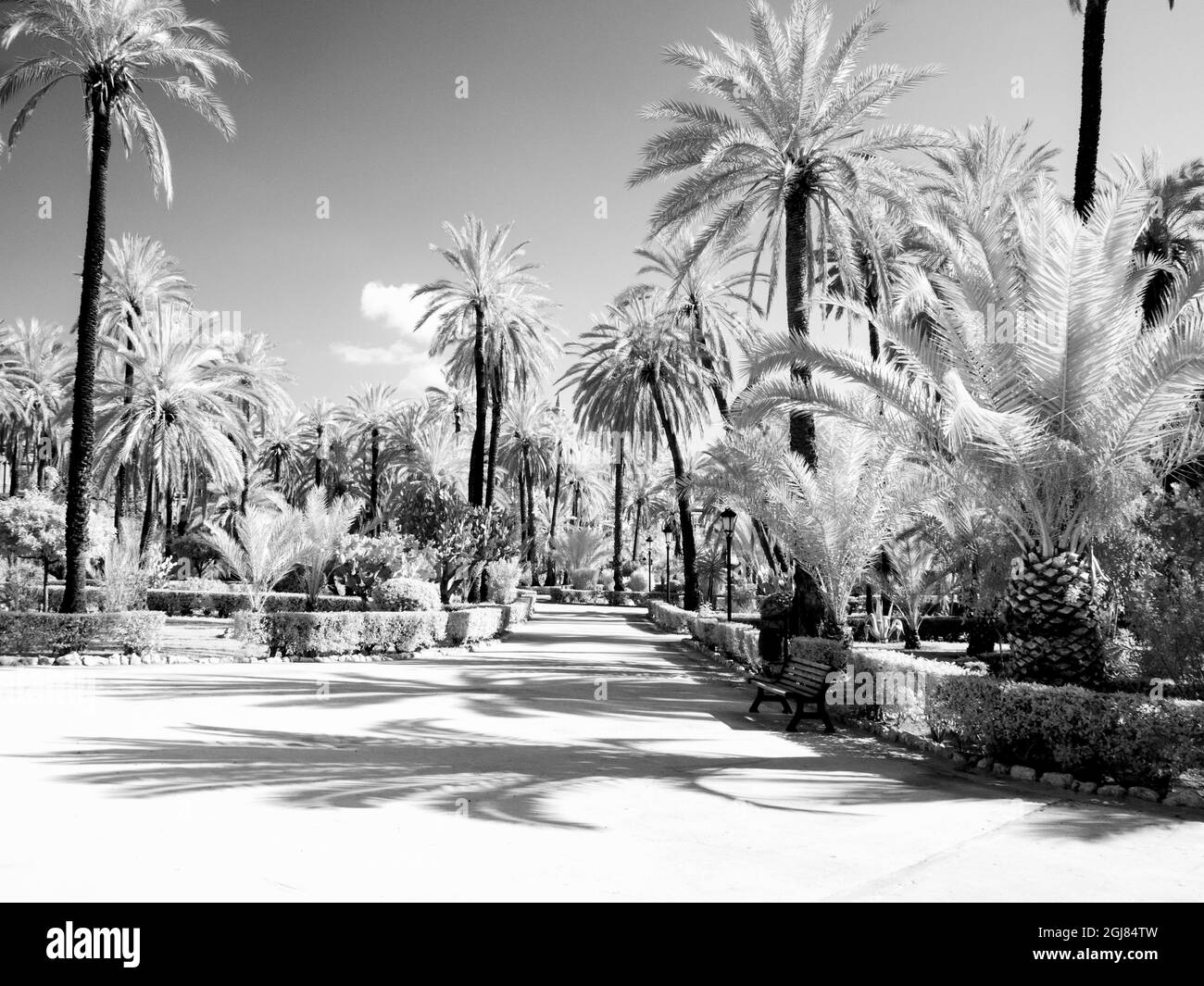 Palm trees in italy Black and White Stock Photos & Images - Alamy