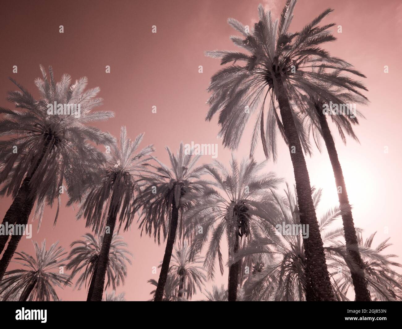 Italy, Sicily, Palermo. Palm trees in the garden Bonanno Palermo Stock ...