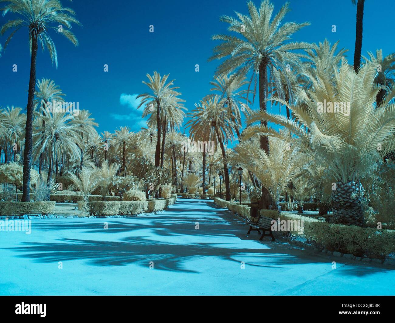 Italy, Sicily, Palermo. Palm trees in the garden Bonanno Palermo Stock ...