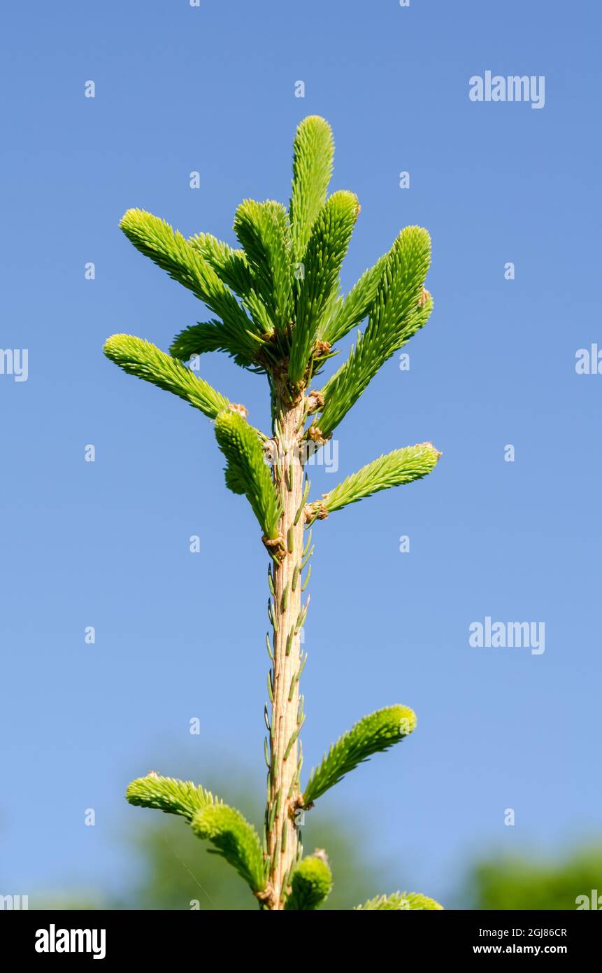 Young green spruce tree top (Picea) against clear blue sky Stock Photo