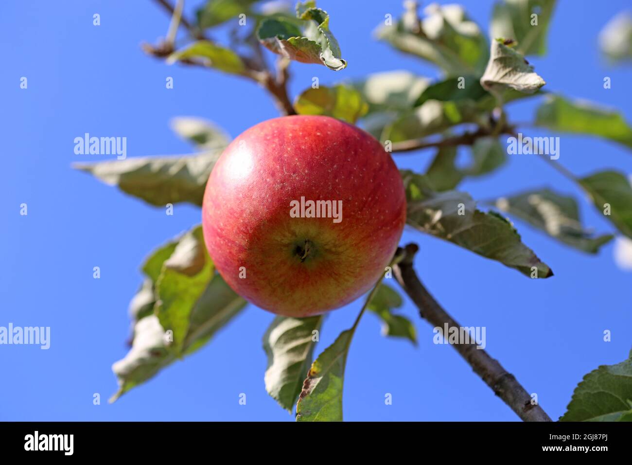 Ripe apple hanging on a tree Stock Photo - Alamy