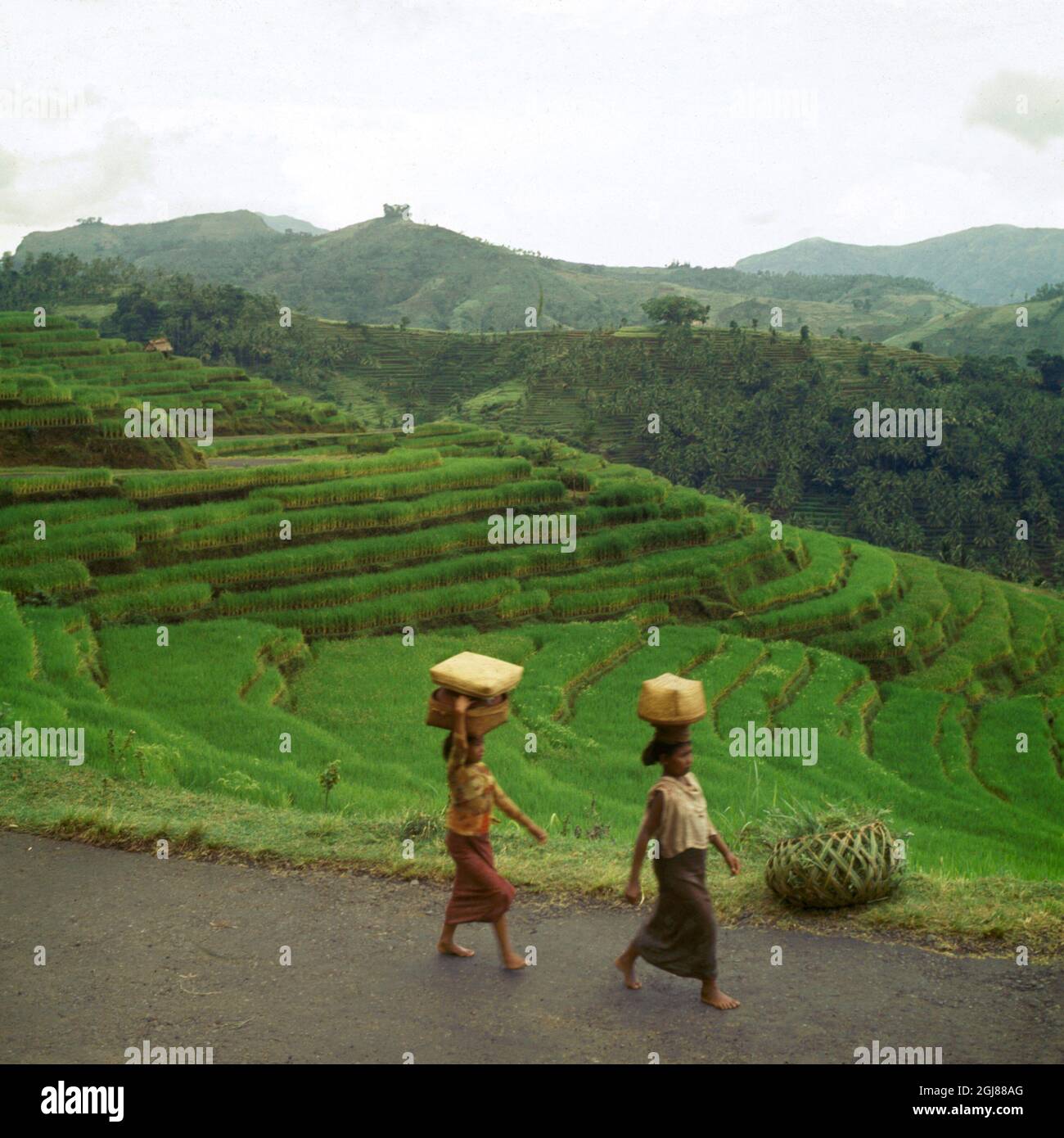 Odlingar hi-res stock photography and images - Alamy