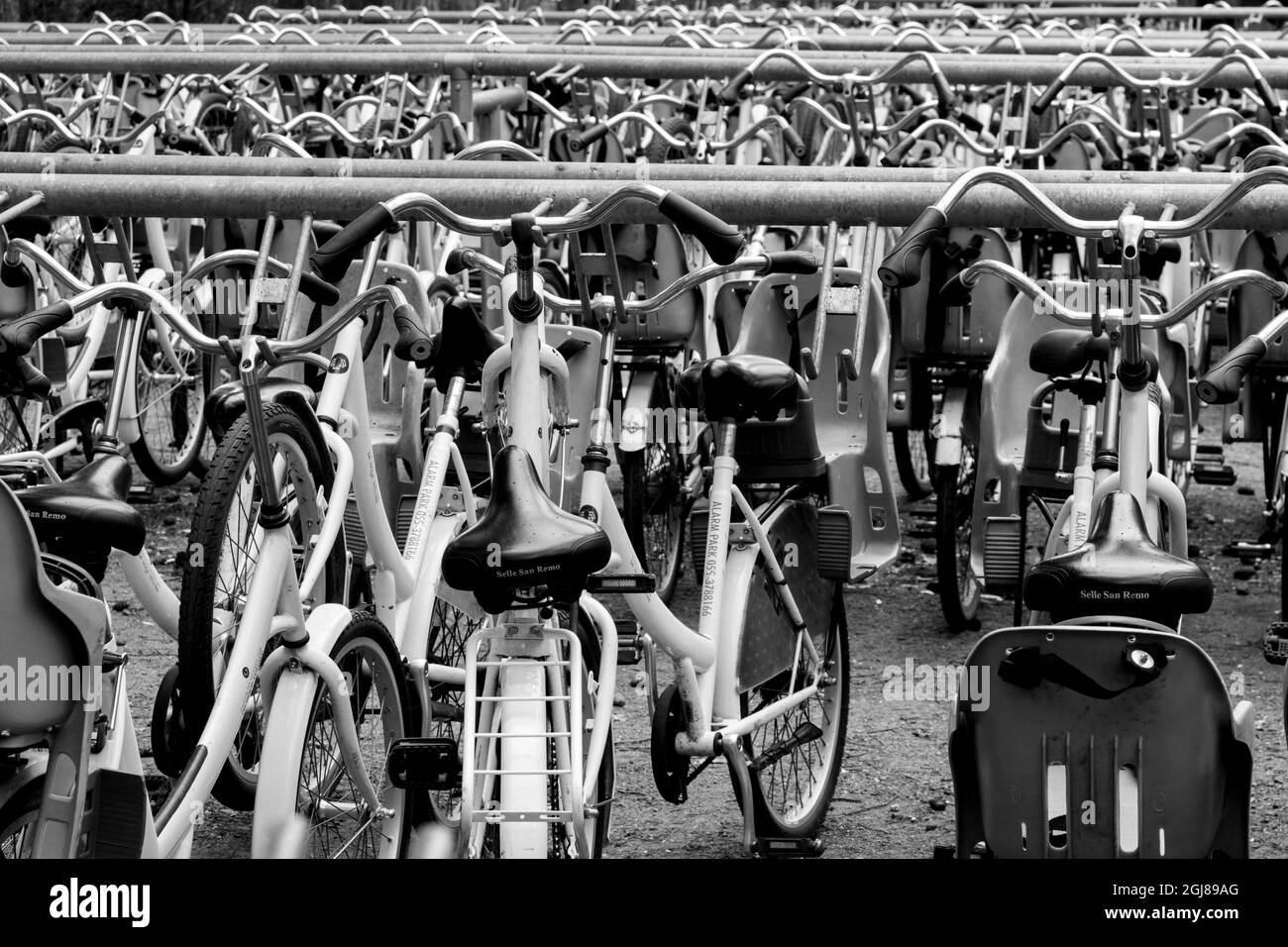 Europe, Netherlands, Otterlo. B&W of bicycles for rent in Hoge Veluwe National Park. Credit as: Wendy Kaveney / Jaynes Gallery / DanitaDelimont.com Stock Photo