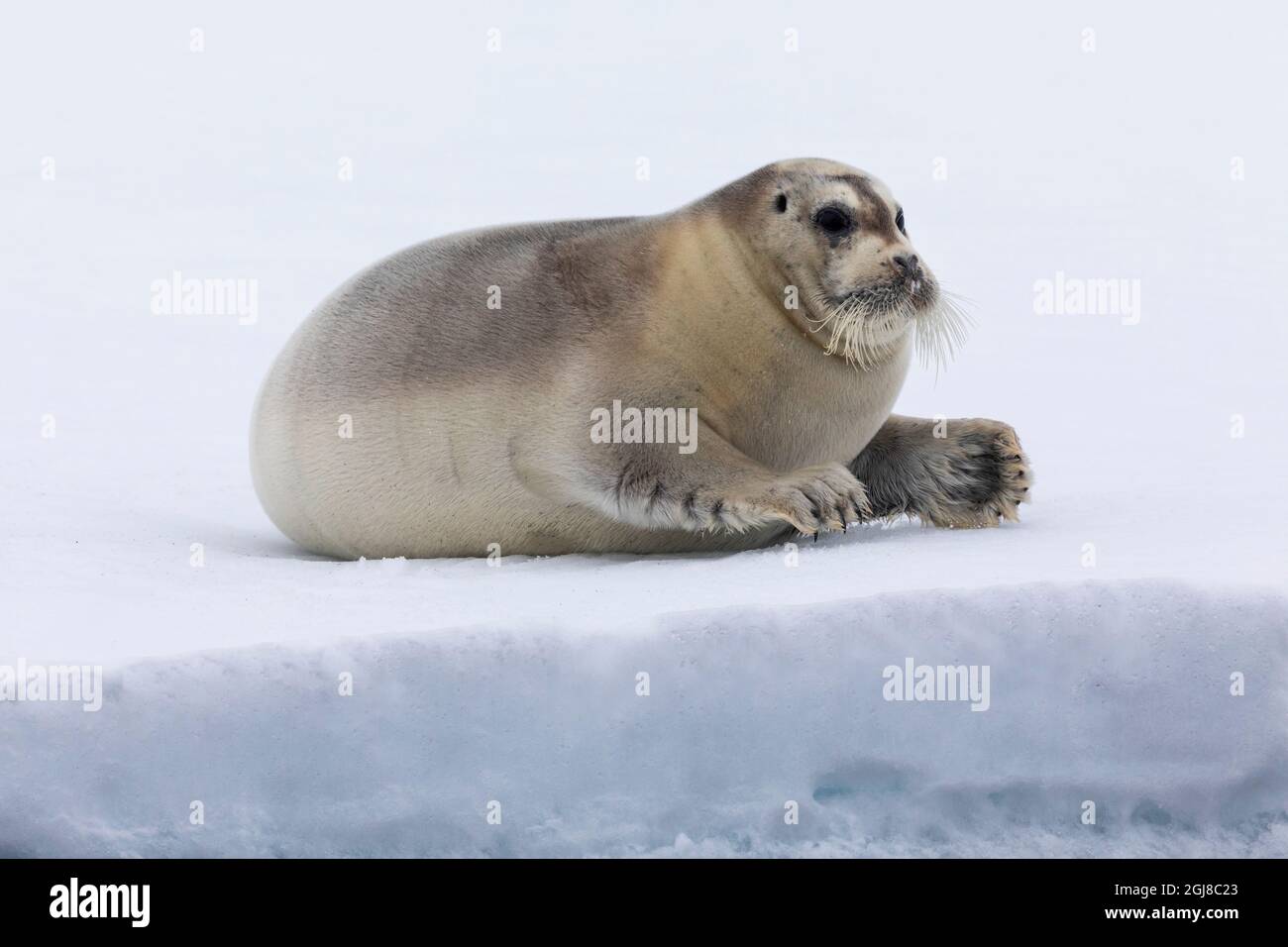 North of Svalbard, the pack ice. A portrait of a young bearded seal hauled out on the pack ice. Stock Photo