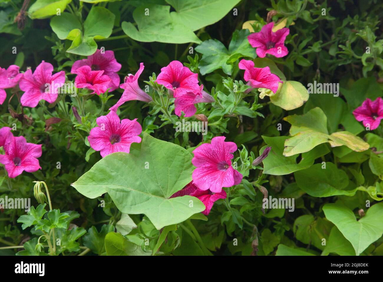 Petunia flowers are found in planters in the town of Zakopane on the main shopping street, Krupowki Street. They are members of the Nightshade family. Stock Photo