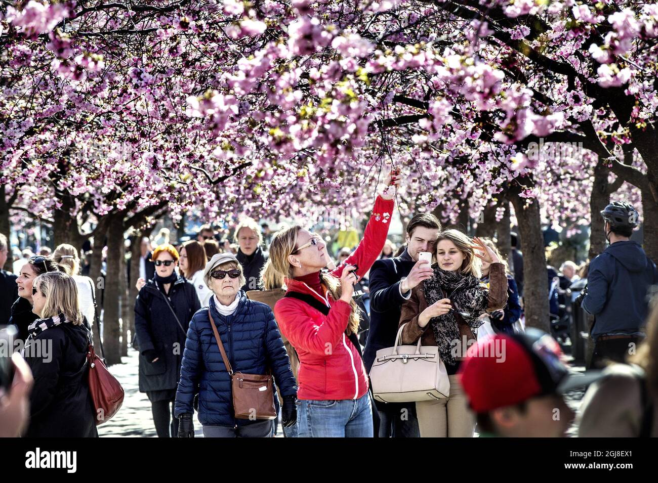 STOCKHOLM 2014-04-14 People take selfies among the pink cherry blossom at  Kungstradgarden (the Royal Garden) in Stockholm, Sweden. Foto: Tomas  Oneborg / SvD / TT / Kod 30142 Stock Photo - Alamy