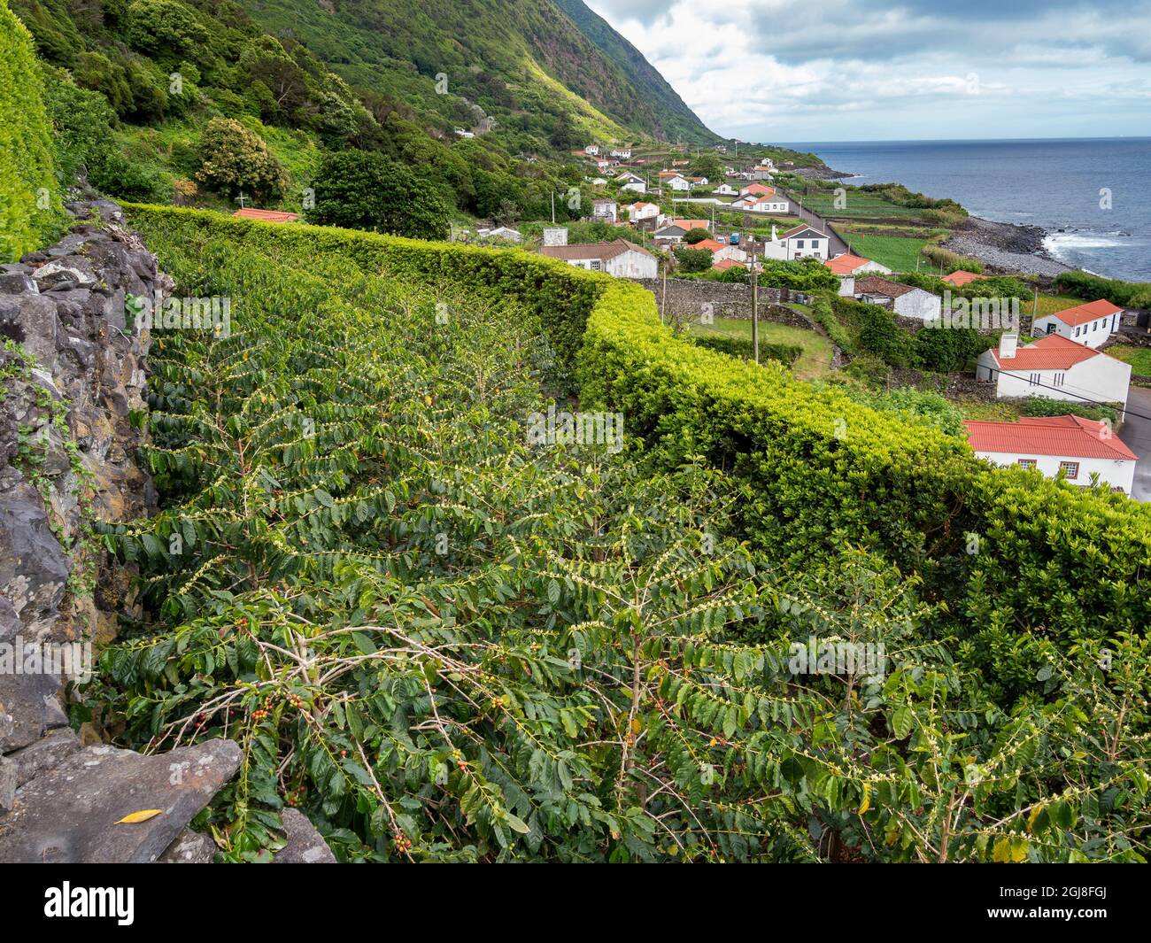 Coffee plantation in the Faja dos Vimes. Sao Jorge Island in the Azores, an  autonomous region of Portugal. (Editorial Use Only Stock Photo - Alamy