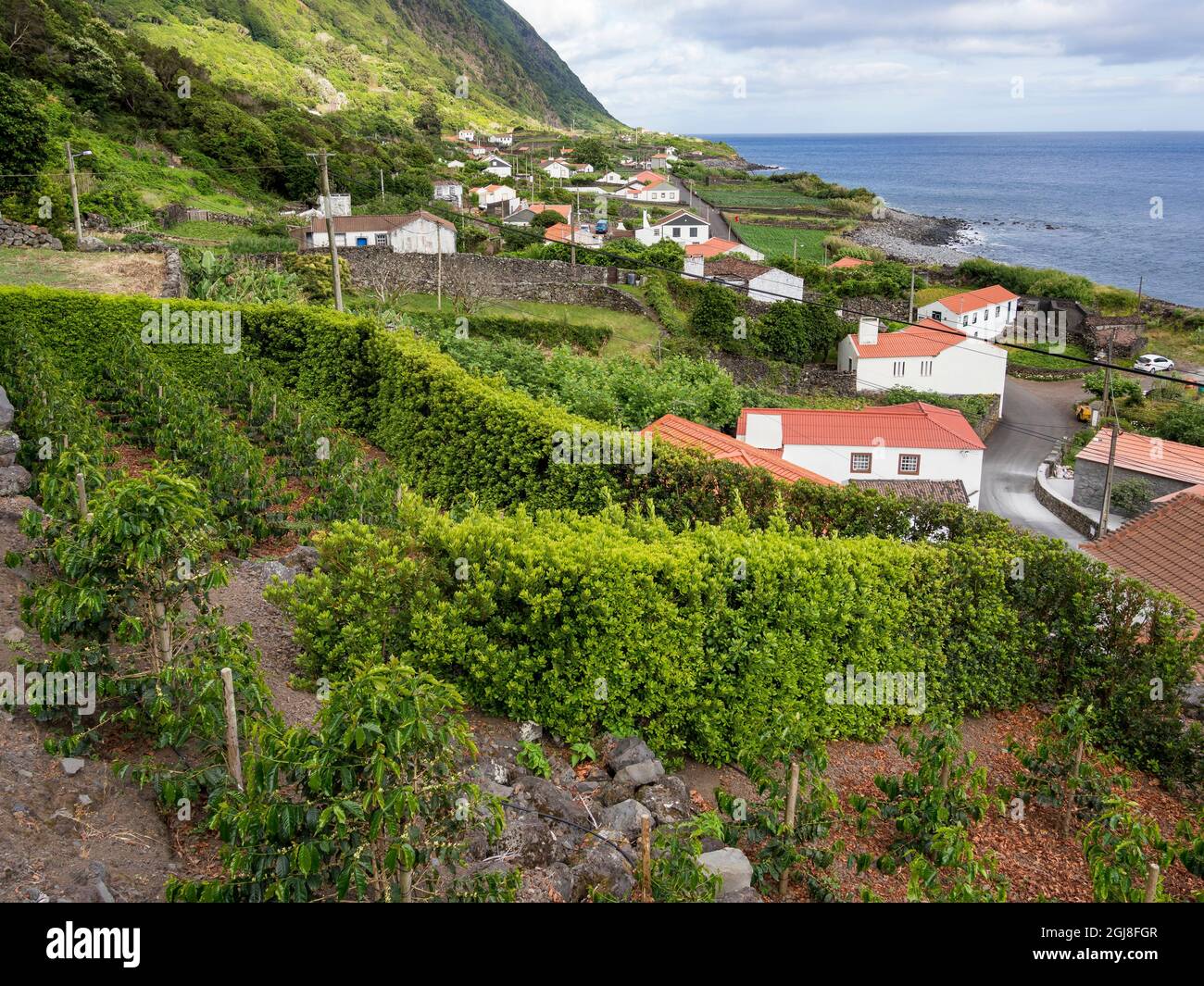 Coffee plantation in the Faja dos Vimes. Sao Jorge Island in the Azores, an  autonomous region of Portugal Stock Photo - Alamy