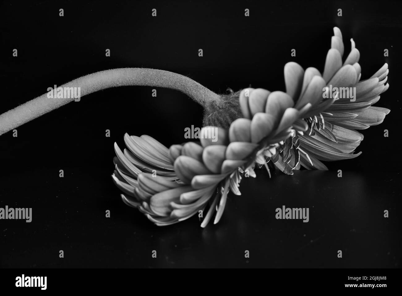 Flowers Black and White Stock Photos & Images - Alamy