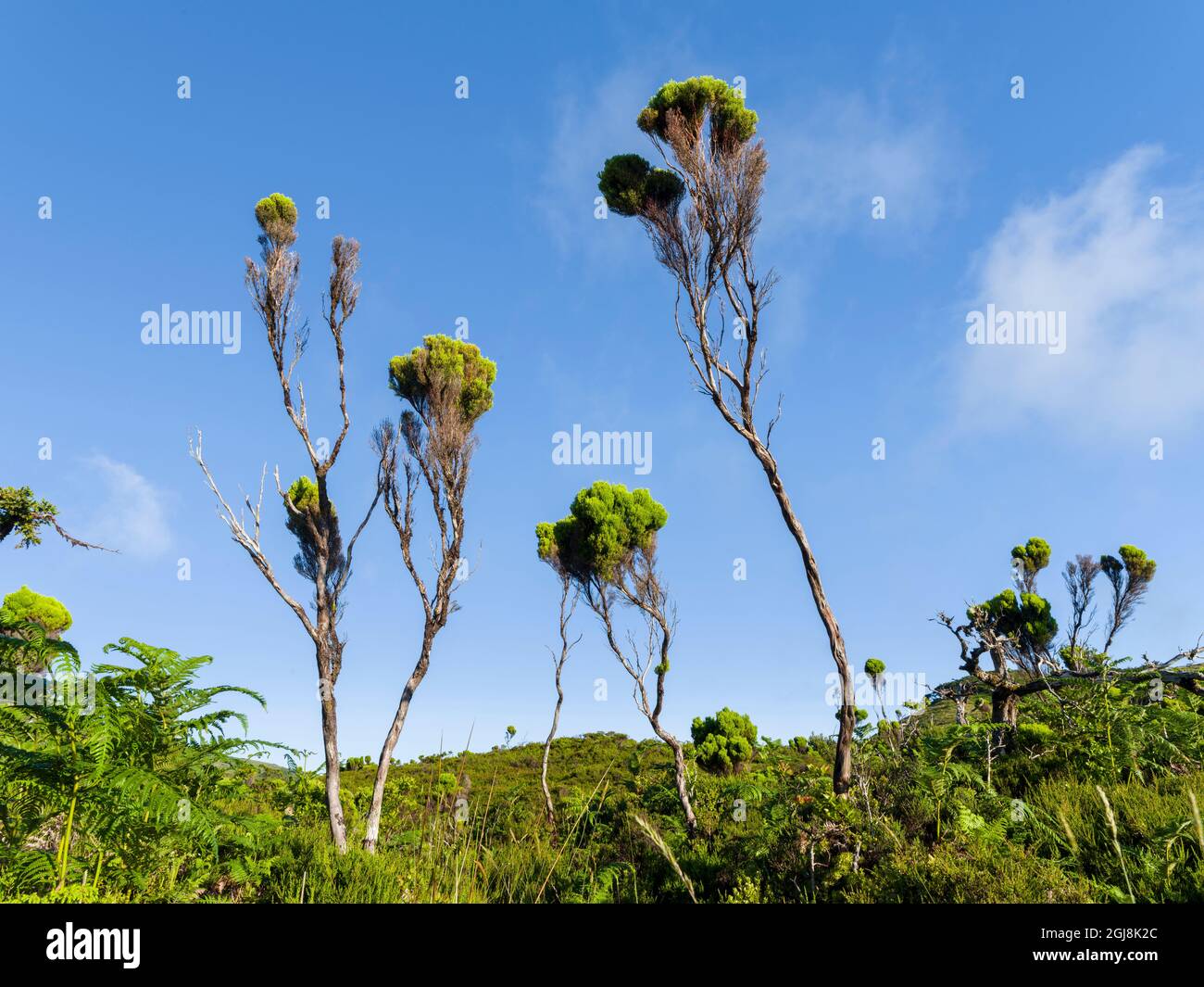 Wetland with endemic vegatation, Azores juniper (Juniperus brevifolia), tree heath (Erica azorica). Pico Island, an island in the Azores in the Atlant Stock Photo