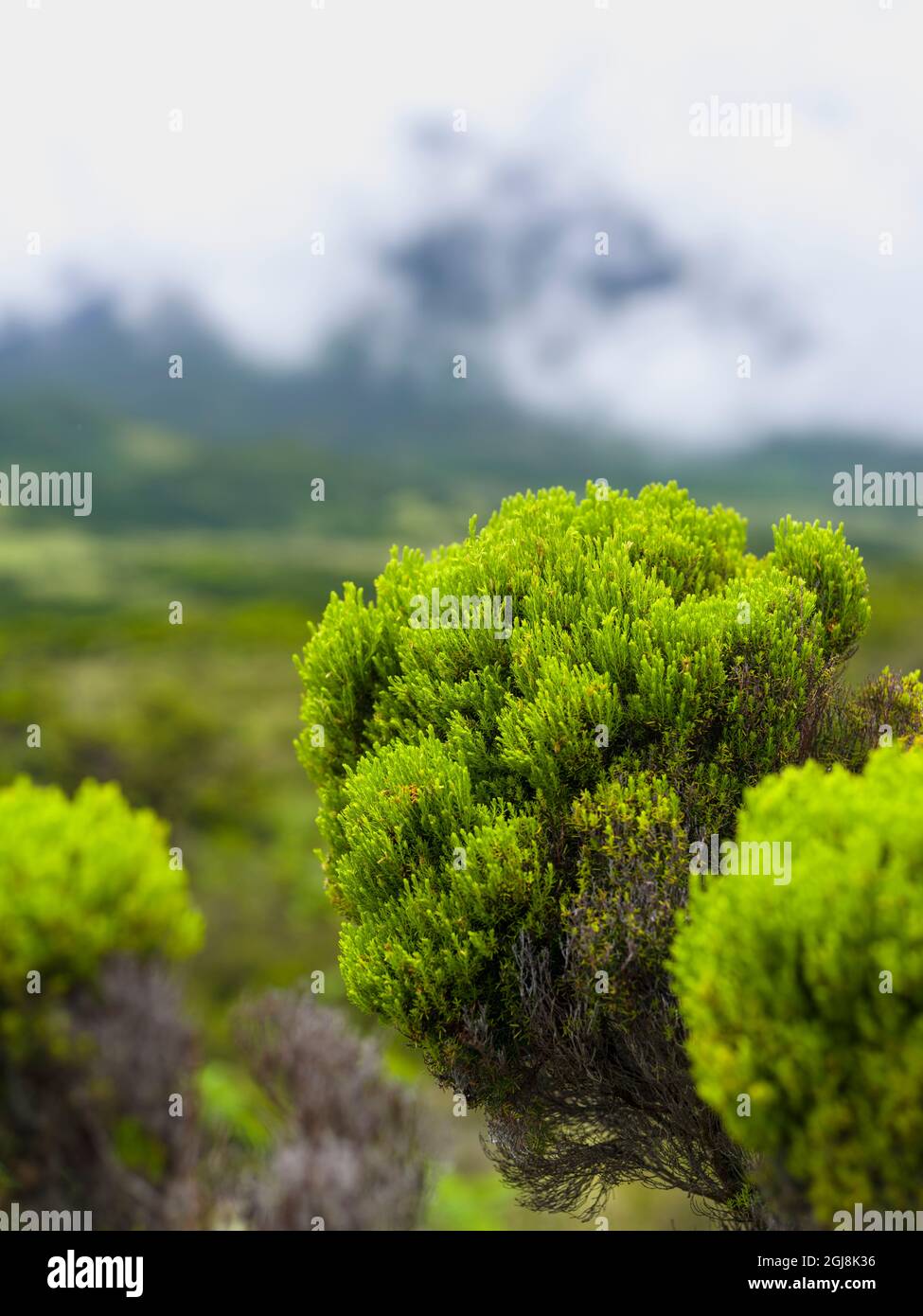 Wetland with endemic vegatation, tree heath (Erica azorica). Pico Island, an island in the Azores in the Atlantic Ocean. The Azores are an autonomous Stock Photo