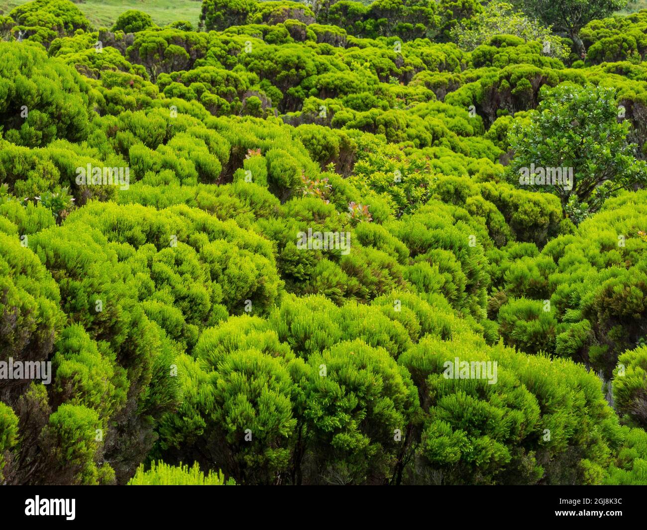 Wetland with endemic vegatation, tree heath (Erica azorica). Pico Island, an island in the Azores in the Atlantic Ocean. The Azores are an autonomous Stock Photo
