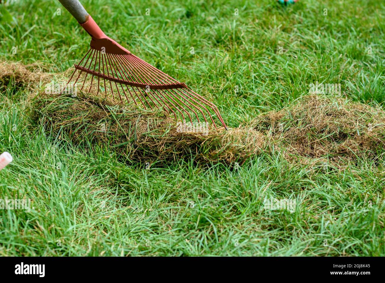 Cleaning the grass with a fan rake after mowing Stock Photo Alamy