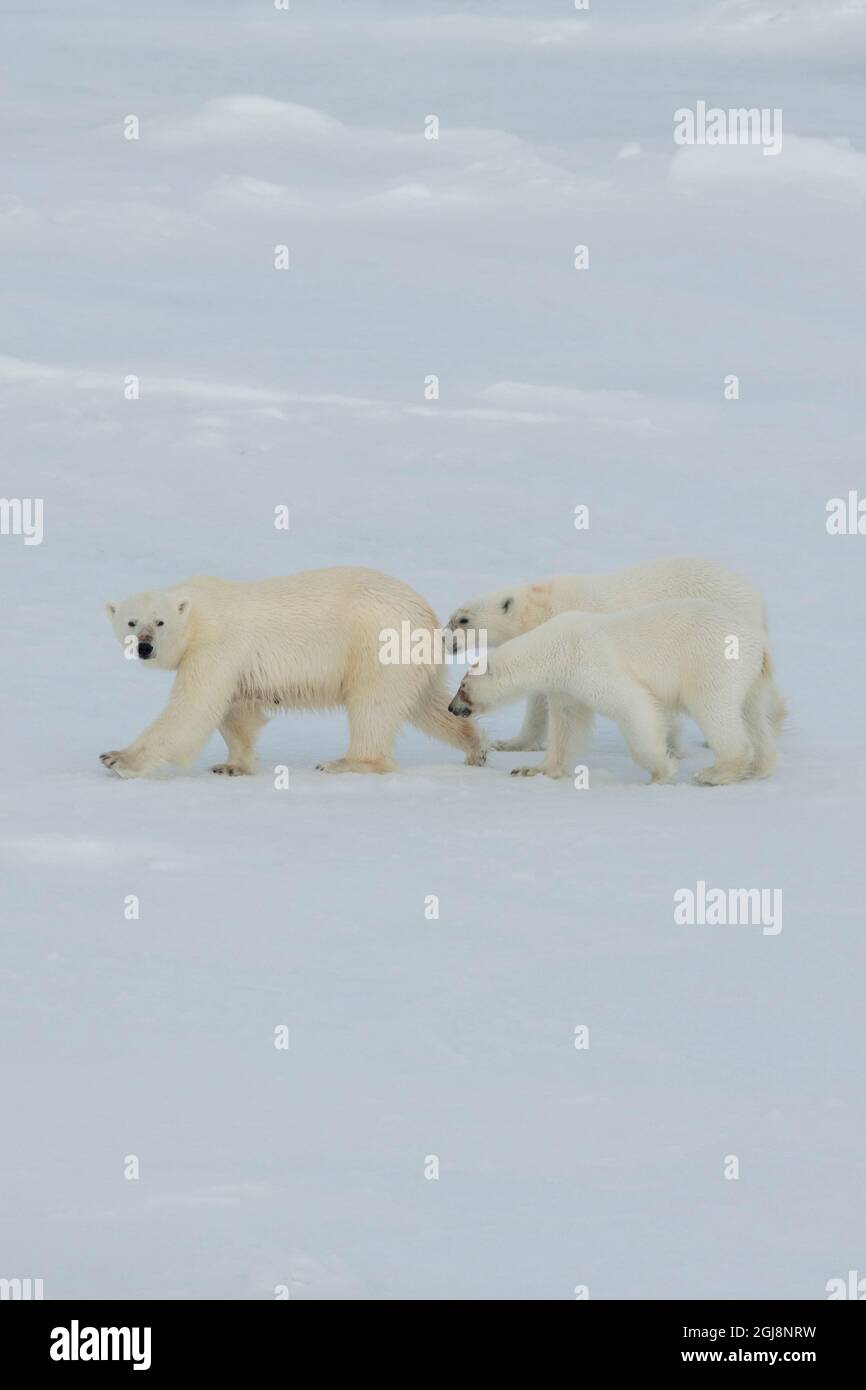Russia, High Arctic, Franz Josef Land. Polar bear (Ursus maritimus