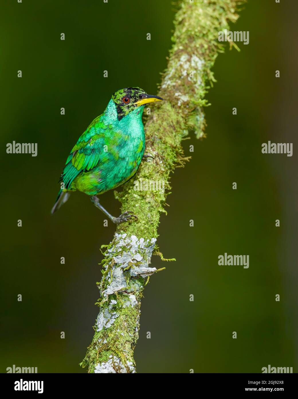 immature-green-honeycreeper-hi-res-stock-photography-and-images-alamy