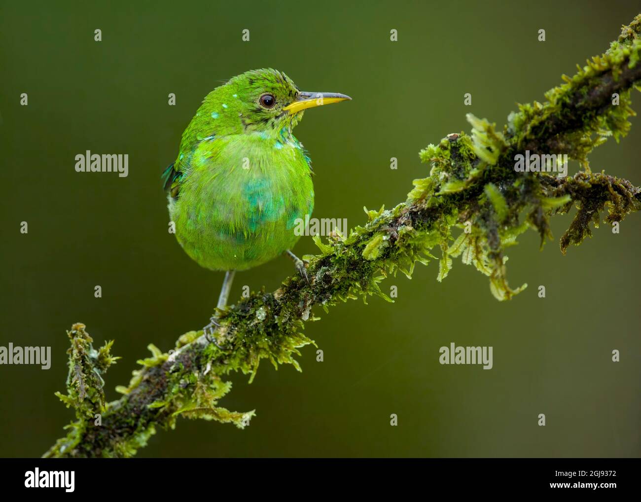 Female Green Honeycreeper Chlorophanes Spiza Perched On A Branch 