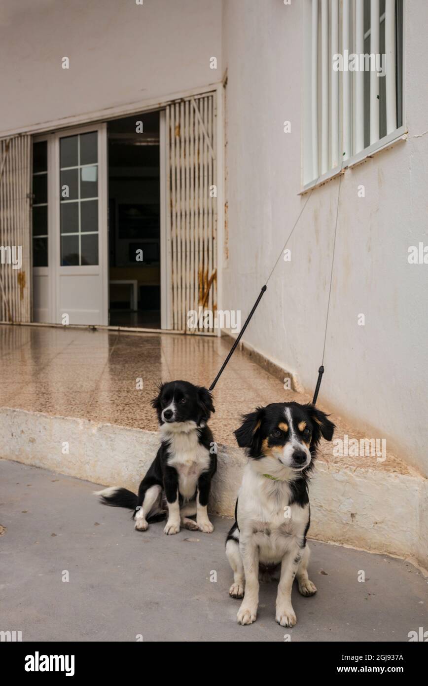 Spain, Canary Islands, Fuerteventura Island, El Cotillo, Fisherman's Quarter, two dogs Stock Photo