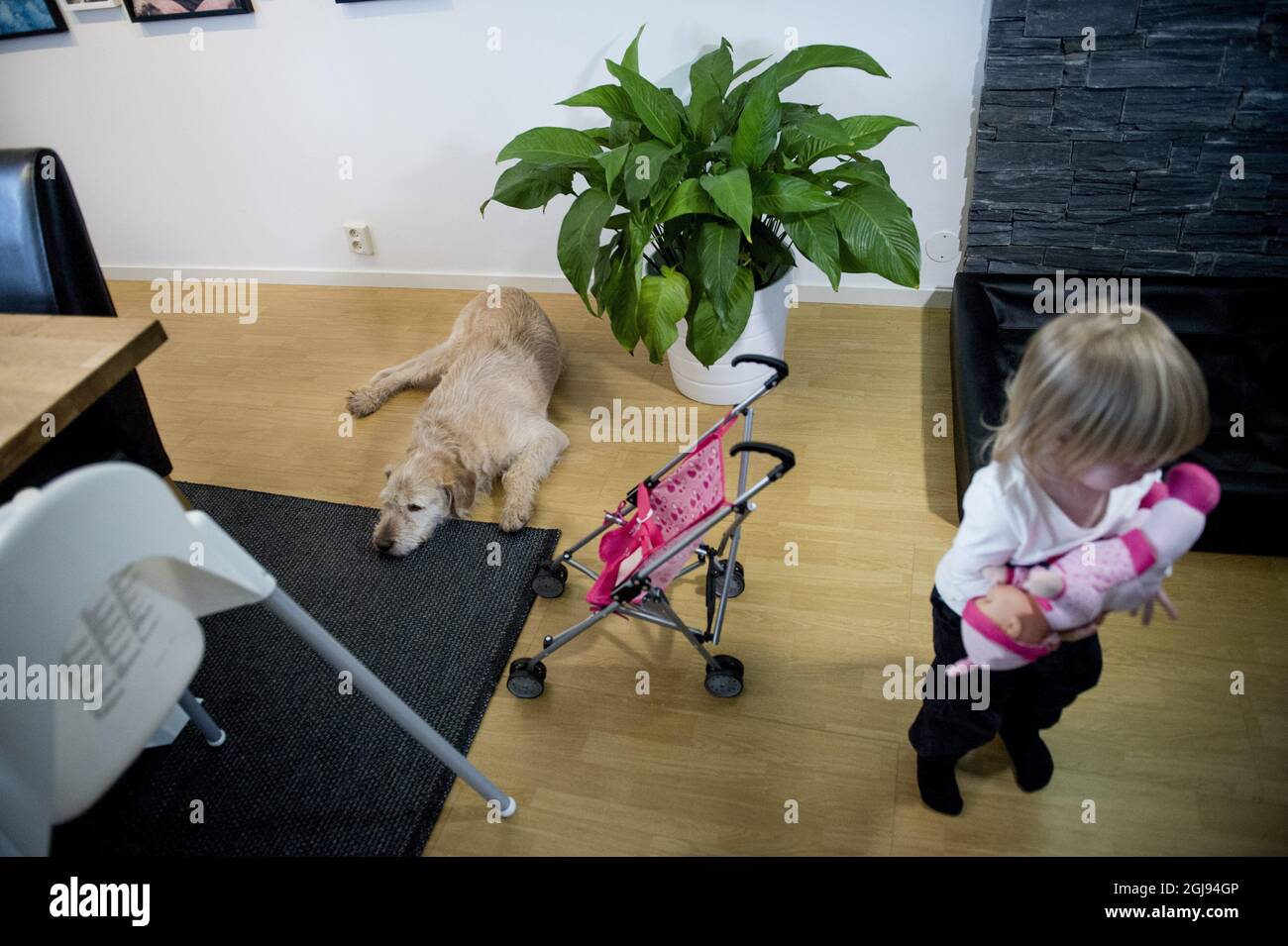 ORNSKOLDSVIK 2015-03-23 Former stray dog Arthur is seen relaxing with his new family, owner Mikael Lindnord, Helena Lindnord and daughter Philippa in his new home in Ornskoldsvik, North Sweden March 23, 2015. Arthur and Mikael Lindnord, member of the Swedish Multi Sport team, met during a lunch break in a small village in Ecuador in November 2014. Lindnord gave him a meatball and after that they became inseparable. Arthur followed the team everywhere for the rest of the multi-sport race and Lindnord decided to adopt Arthur and the dog will now live the rest of his life in Sweden. Foto: Nora L Stock Photo