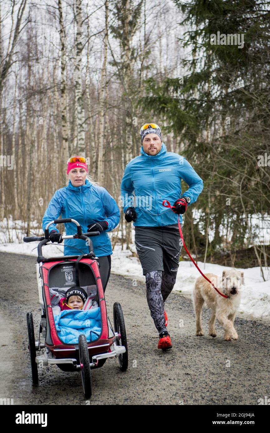 ORNSKOLDSVIK 2015-03-23 Former stray dog Arthur is seen out jogging with his new family, owner Mikael Lindnord, Helena Lindnord and daughter Philippa in his new home in Ornskoldsvik, North Sweden March 23, 2015. Arthur and Mikael Lindnord, member of the Swedish Multi Sport team, met during a lunch break in a small village in Ecuador in November 2014. Lindnord gave him a meatball and after that they became inseparable. Arthur followed the team everywhere for the rest of the multi-sport race and Lindnord decided to adopt Arthur and the dog will now live the rest of his life in Sweden. Foto: Nor Stock Photo