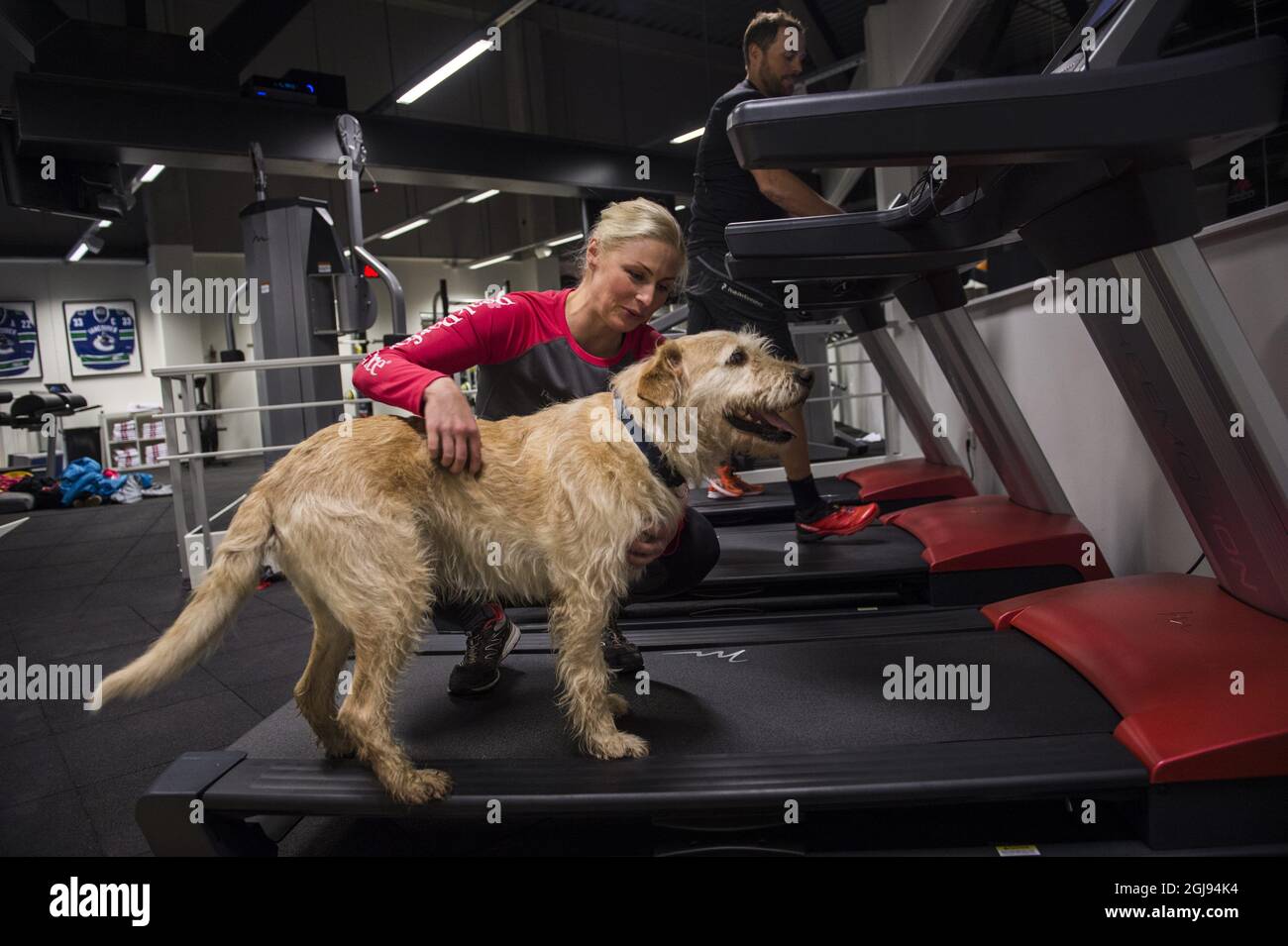 ORNSKOLDSVIK 2015-03-23 Former stray dog Arthur is seen at a local gym with his new family, owner Mikael Lindnord, Helena Lindnord and daughter Philippa in his new home in Ornskoldsvik, North Sweden March 23, 2015. Arthur and Mikael Lindnord, member of the Swedish Multi Sport team, met during a lunch break in a small village in Ecuador in November 2014. Lindnord gave him a meatball and after that they became inseparable. Arthur followed the team everywhere for the rest of the multi-sport race and Lindnord decided to adopt Arthur and the dog will now live the rest of his life in Sweden. Foto:  Stock Photo