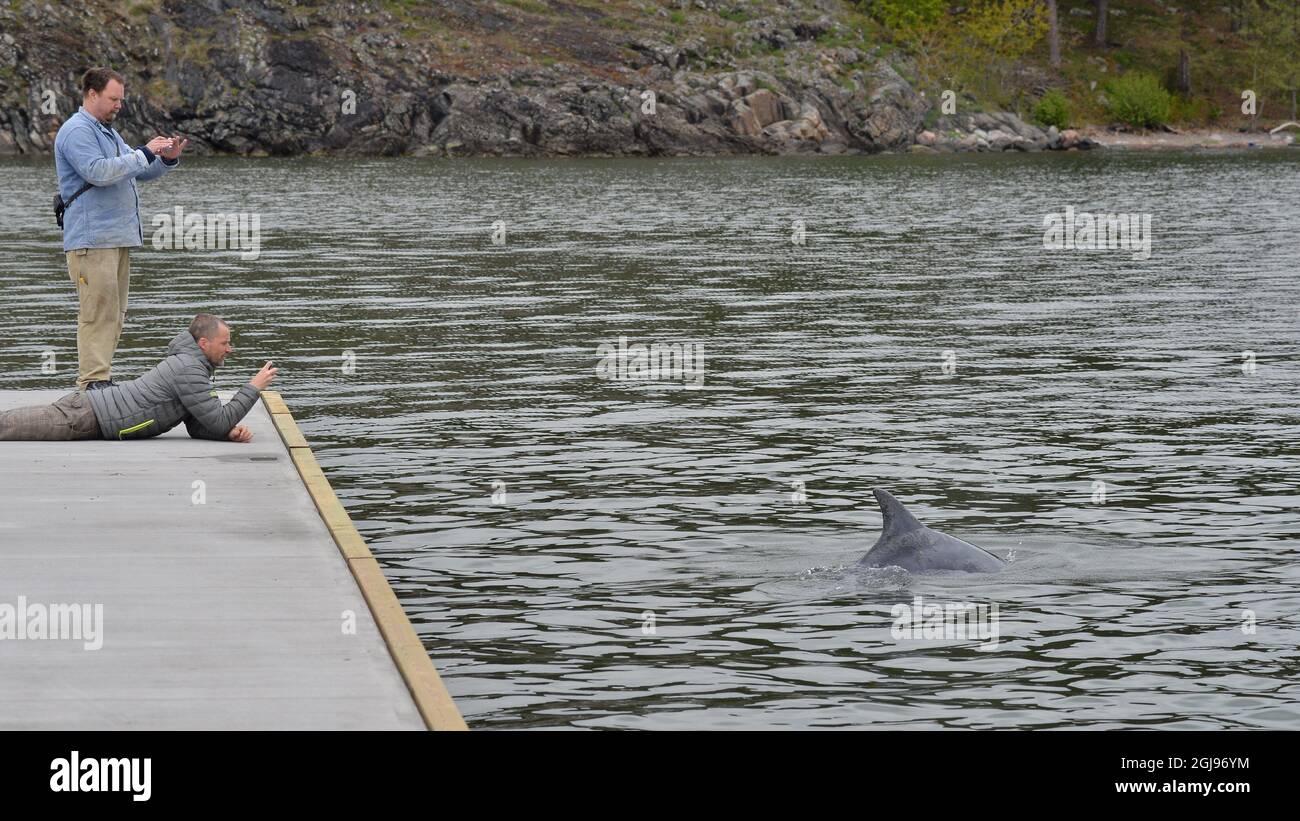 OSKARSHAMN 2015-05-18 Twen are taking picturs near a dolphin swimming near the city of Oskarshamn at the Baltic Sea, May 18, 2015. A canonist takes a closer look at a dolphin swimming near the city of Oskarshamn in the Baltic Sea May 18, 2015. Foto: Johan Nilsson / TT / Kod 50094  Stock Photo