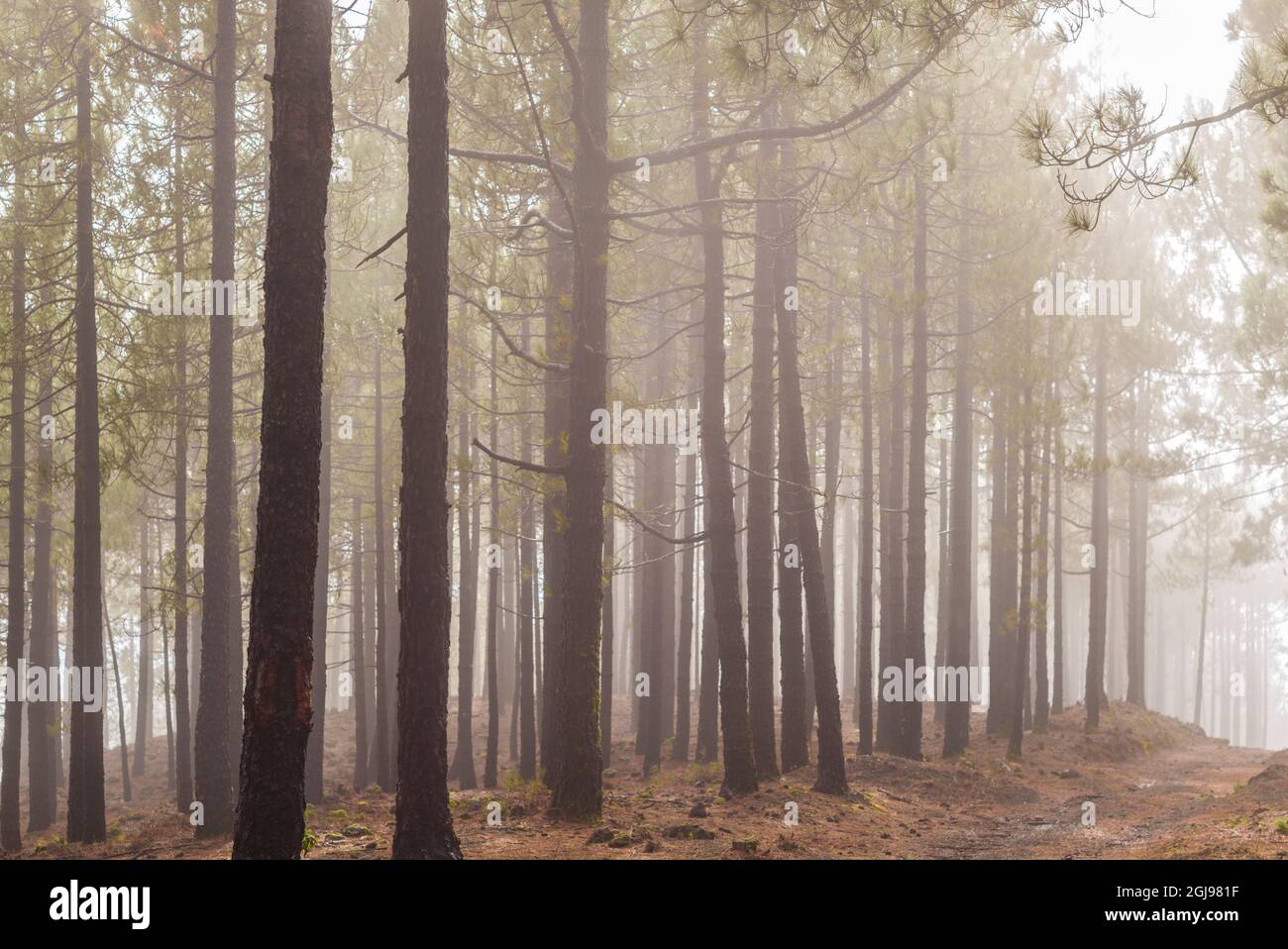 Parque nacional del bosque hi-res stock photography and images - Alamy
