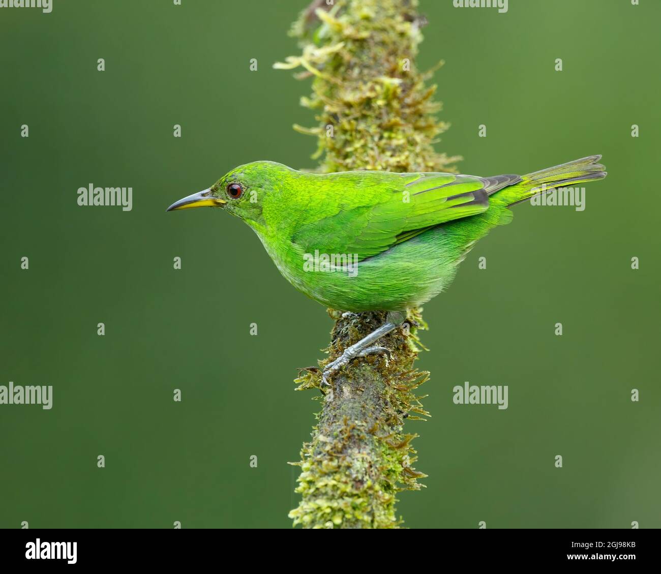 Female Green Honeycreeper Hi res Stock Photography And Images Alamy female-green-honeycreeper-hi-res-stock-photography-and-images-alamy