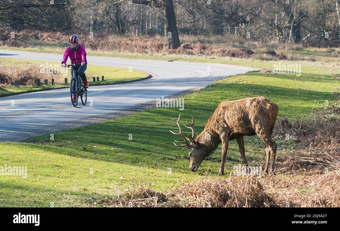 The King's deer of Richmond Park, London, UK. One of the main attractions of this reserve. In the mild London winter, they thrive in the meadows and w Stock Photo