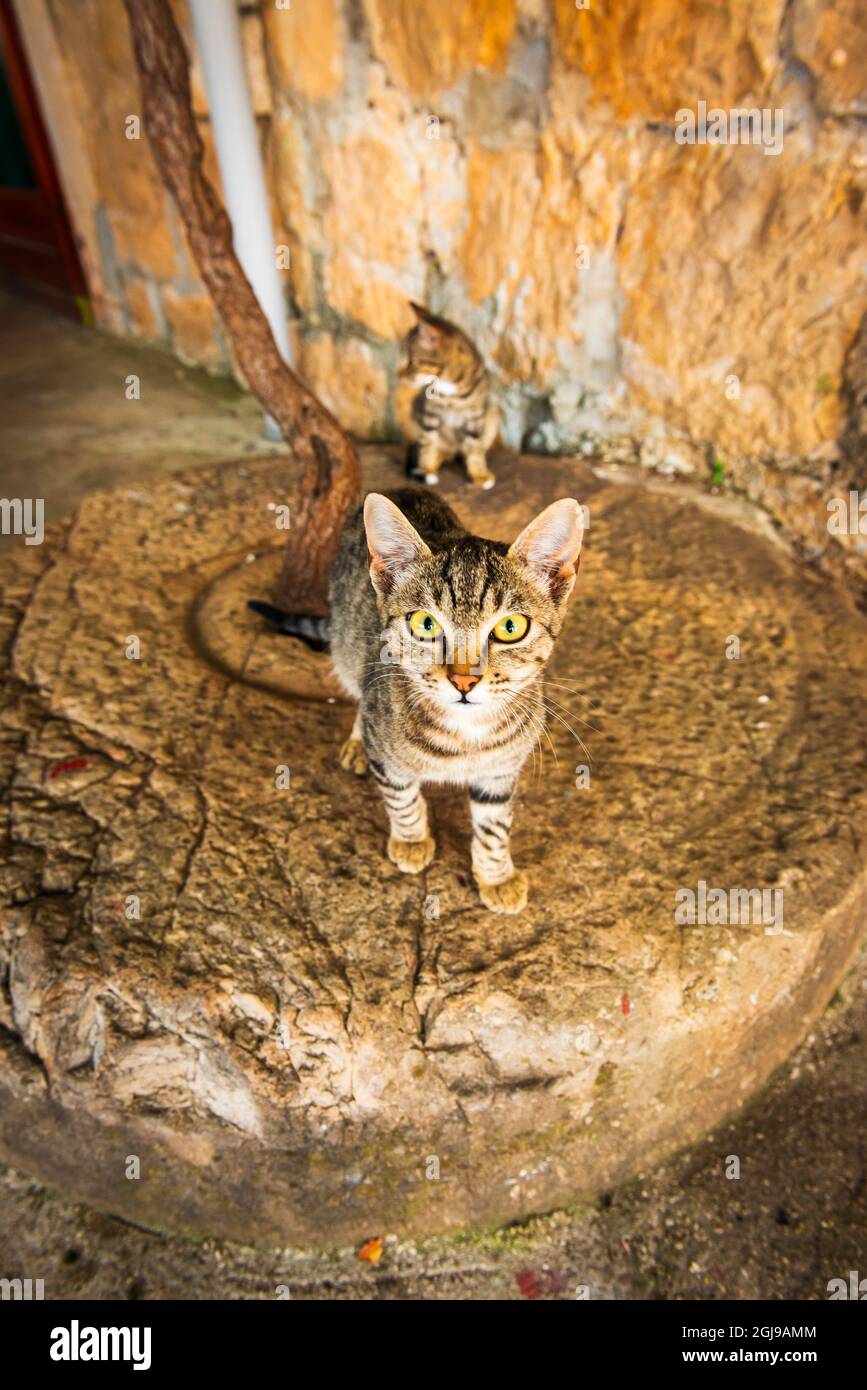 Farm cats on an olive press wheel, Sudurad, Sipan Island, Dalmatian Coast, Croatia. (Editorial Use Only) Stock Photo