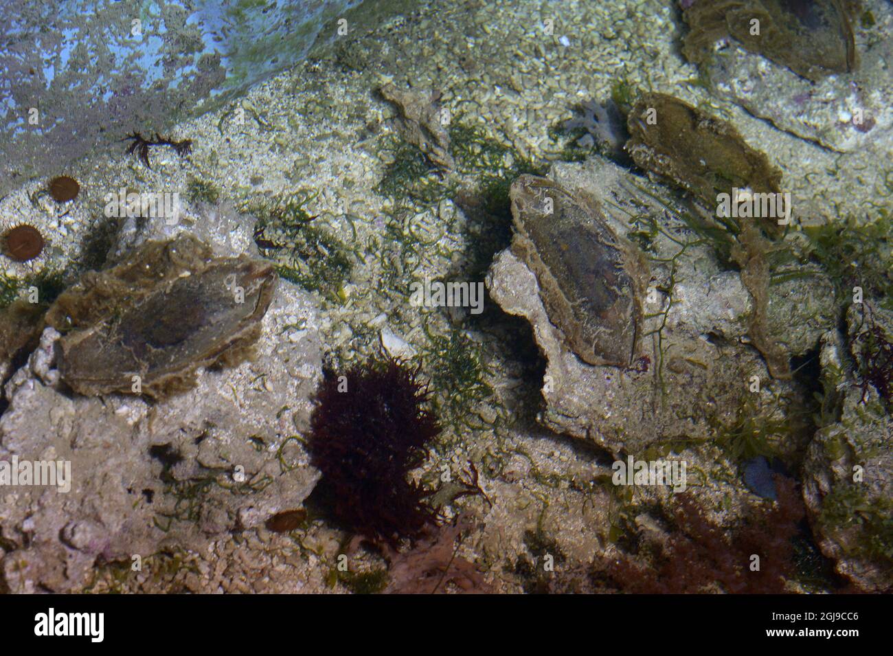 STOCKHOLM 20150825 To newly hatched Brownbanded Bamboo Shark