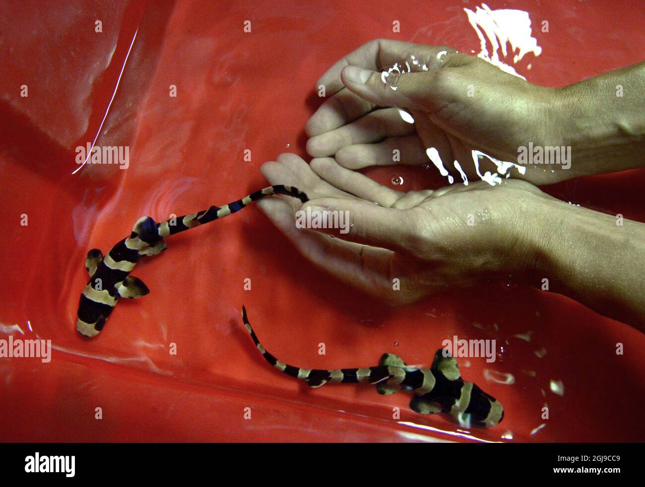 Bamboo sharks hires stock photography and images Alamy