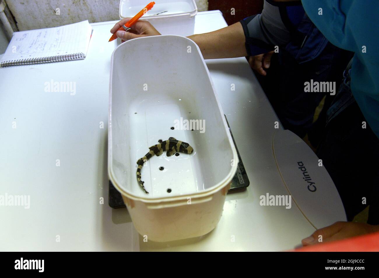 Bamboo sharks hires stock photography and images Alamy