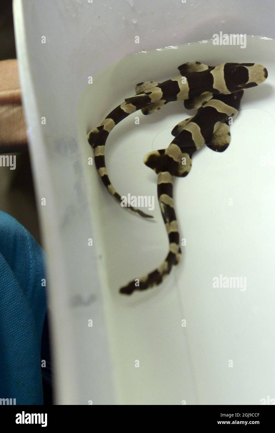 Bamboo sharks hires stock photography and images Alamy
