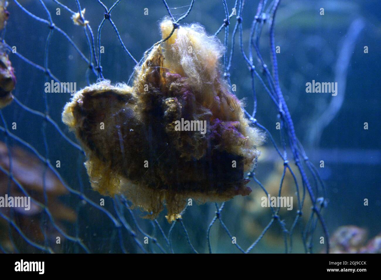 STOCKHOLM 20150825 To newly hatched Brownbanded Bamboo Shark
